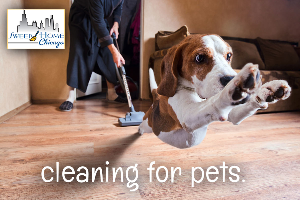 cleaning-for-pets-1